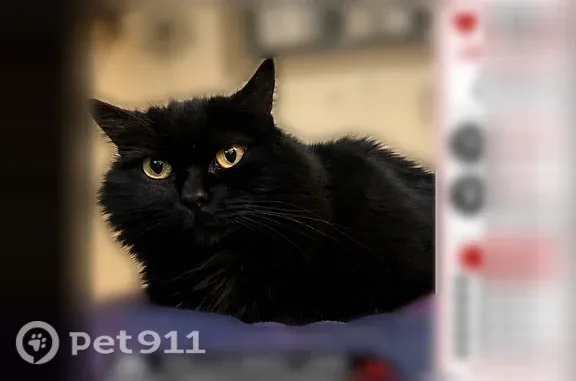 Missing cat Female, Chicago (usl542776) - photo