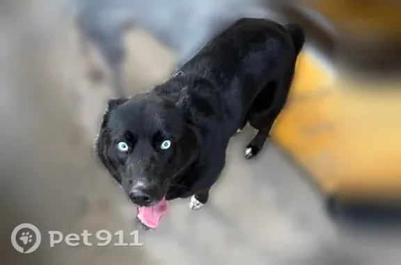 Lost dog, Alabama 139, 59, Maplesville, Arlington — female black Siberian husky with bright blue eyes - photo