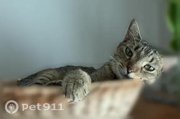 Tabby, less than or around 10 lbs, dark spots on body, white chin area, light brown belly area, dark “m” on forward, dark stripes along top of body, no collar, microchipped, friendly, may be skittish to strangers