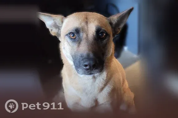 Lost dog, Hickory Track, 30, Ocala, Orlando - female, rusty/tan brownish red coat, curled tail - photo