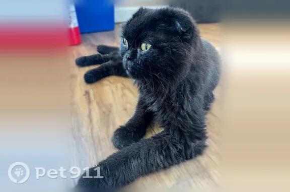 Found cat, Tidewater Drive, Norfolk - black Scottish Fold, incredibly friendly - photo