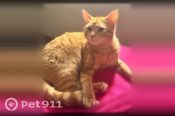 Lost cat, 15th Street, 3042, Rockford - male, orange, somewhat friendly - photo