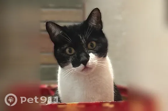 Lost cat, Yorkshire Drive, 921, Los Altos - female, microchipped, tuxedo markings - photo
