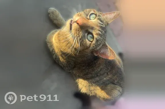 Lost cat, West Gary Way, 279, Phoenix - female, clipped ear - photo