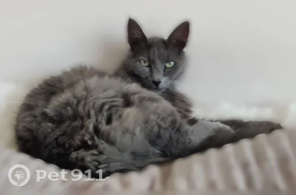 Chat perdu femelle, Rue Jacquart, Chelles - photo