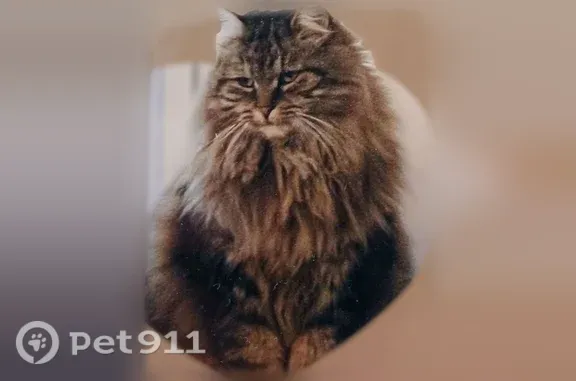 Chat perdu, Rue de Vaucroix, Villiers-sur-Loir — femelle sibérienne - photo