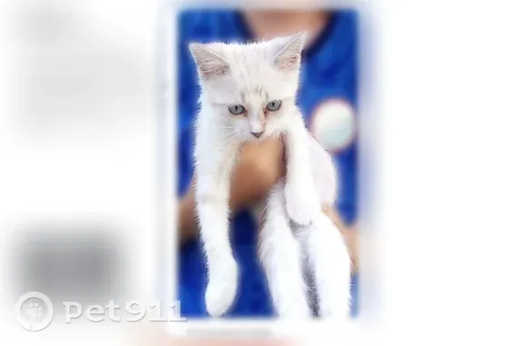 Chat perdu femelle, Rue du Chardon, 43, Thionville - chaton blanc aux yeux bleus, queue tigrée - photo