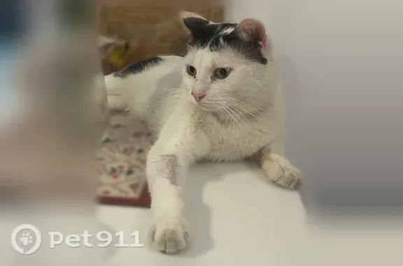 Chat perdu mâle, Avenue de la Cour de France, 32 Bis, Juvisy-sur-Orge, Paris - blanc avec queue noire et taches noires - photo