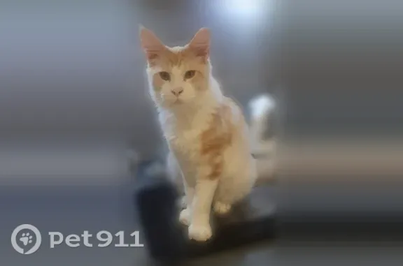 Chat perdu, Rue Romain Rolland, 29, Besançon - mâle, blanc et roux, se laisse approcher facilement - photo