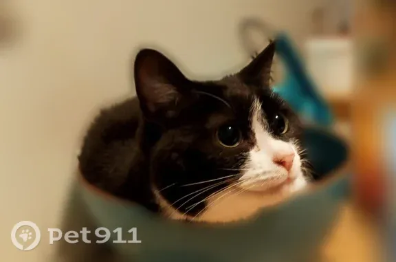 Chat perdu femelle, Avenue de Reims, Soissons, Chantilly - chatte noire et blanche, pucée et stérilisée - photo