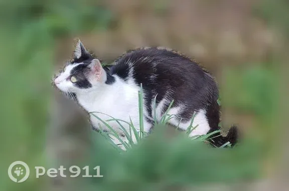 Mon chat noir et blanc Dyma n'est pas rentré de sa balade habituelle. Il est craintif et a besoin de son traitement.