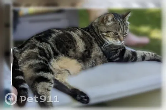 Chat perdu femelle, Rue Emile Combes, 59, Hersin-Coupigny - chat tigré - photo