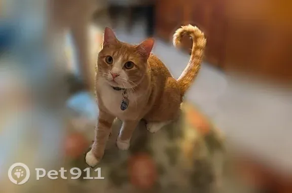 Lost cat, Burr Oak Street, 4751, Eagan - orange friendly cat - photo