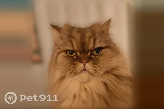 Chat perdu, Condé-sur-Noireau, photo: Chat perdu mâle, Allée des Saules, 26, Hérouville-Saint-Clair - mince, couleur fauve, pucé