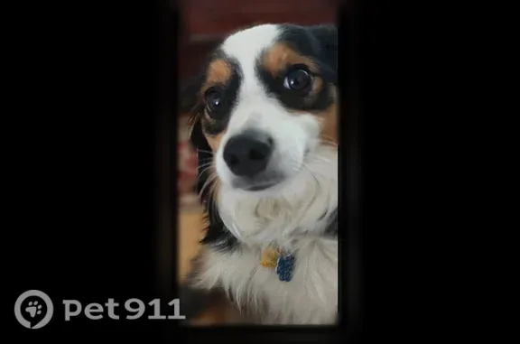 Lost dog, Allen Street, 2285, Rahway - female - photo