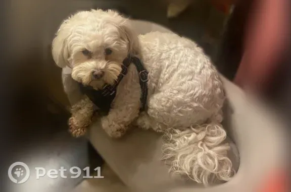 Lost dog, East Florence Avenue, 2975, Huntington Park - female maltipoo - photo