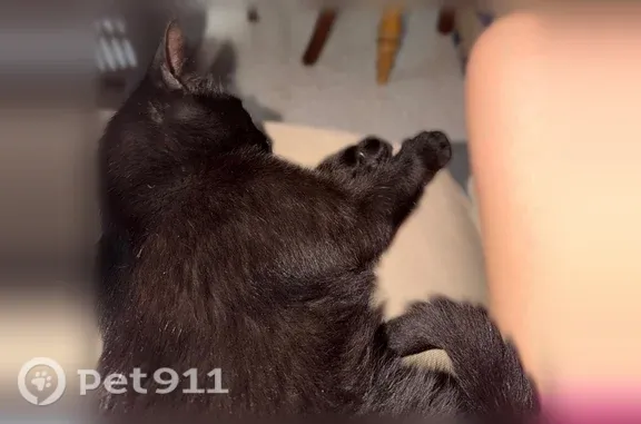 Chat perdu femelle, Rue Marie Benoit, 20, Séné, Paris - noir, très gentil - photo