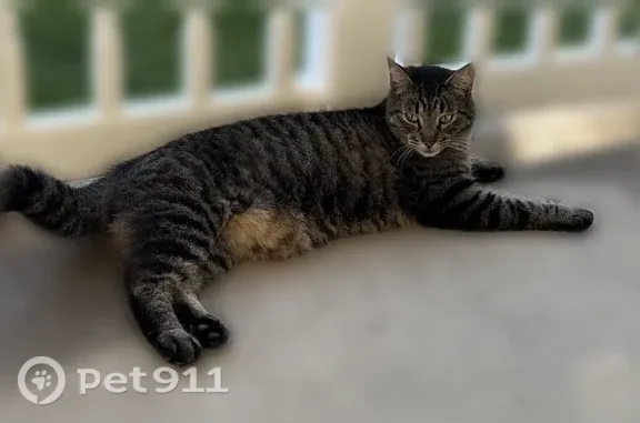 Lost cat, Middleville, Michigan, Grand Rapids - male, large face - photo