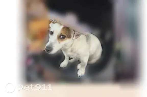 Lost dog, Roll Cast Road, 5256, Royse City, Fort Worth - female, small white with a brown eye patch - photo
