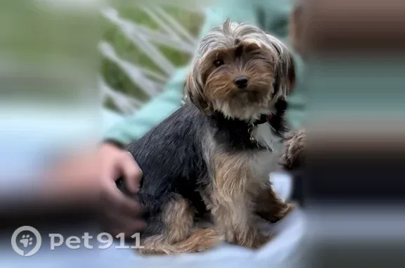 Lost dog, Sgoda Road, Alpharetta - female, red collar with a bell - photo