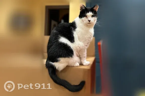 Lost cat, Shaker Boulevard, 14718, Shaker Heights, Atlanta - female, black and white, blind in one eye - photo
