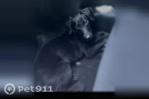 Lost dog, Kinsman Road, 11617, Cleveland - female - photo