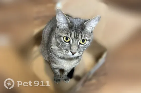 Lost cat, Wayforest Drive, 17715, Houston - female tabby, easily scared - photo