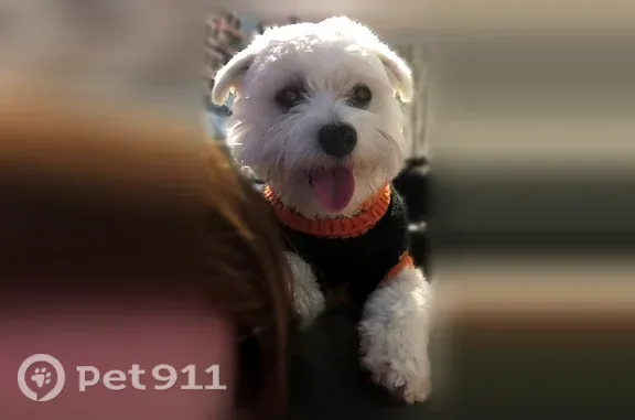 Lost dog, Avenue A, 422, Dallas - male Maltese - photo