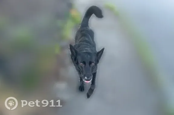 Missing dog Marysville, photo: Lost dog, 81st Drive Northeast, 6706, Marysville - male