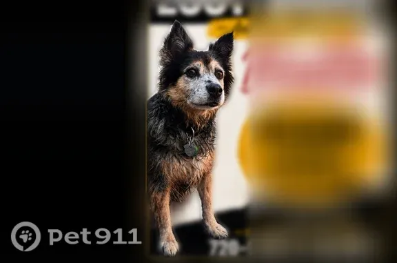 Lost dog, Bryant Street, 3925, Denver - female - photo