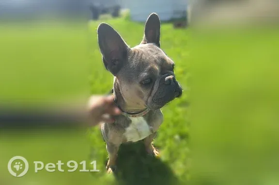 Lost dog, L Street, 1911, Heyburn — female, grey/brown coat, white chest patch - photo