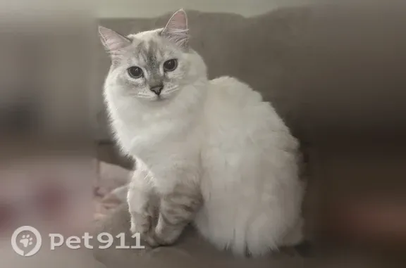 Lost cat, Bluebay Lane, 9035, Pensacola - photo