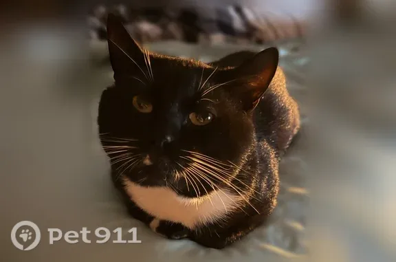 Lost cat, Birch Avenue, 16, Glen Burnie, Baltimore - photo
