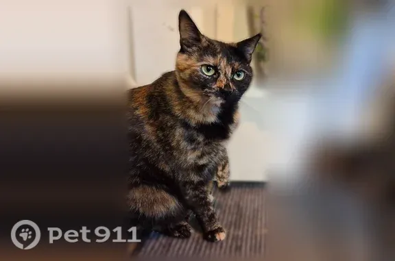 Lost cat, Blue Spruce Drive, Fort Collins — 3yr old spayed tortoiseshell female - photo