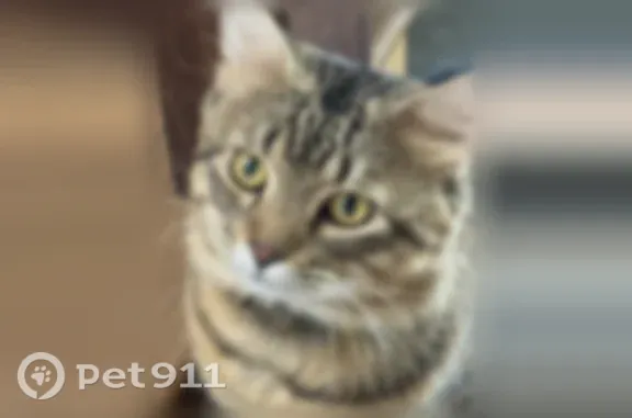 Lost cat, Clover Lane, 28946, Evergreen, Denver - indoor male cat with collar and tags - photo