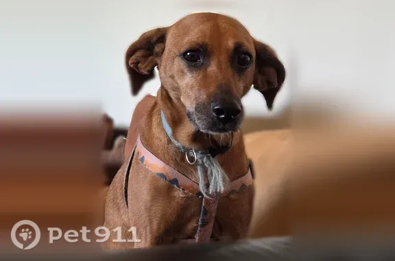 Lost dog, Bauer Lane, 117, Judsonia, Adamsville — male, limping on the left back leg - photo