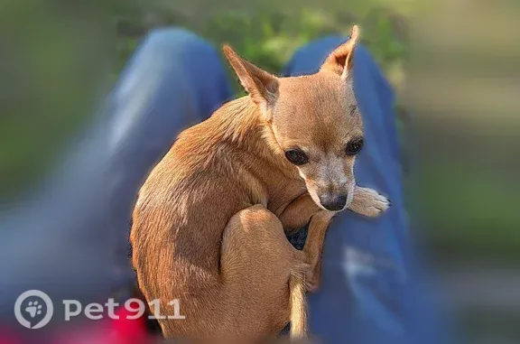 Lost dog, Possum Hollow Drive, Camdenton, Kansas City - female, skinny but friendly - photo