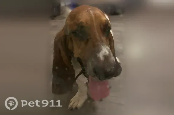 Found dog Phoenix, photo: Found dog, Phoenix, Arizona - very friendly puppy with a brown collar