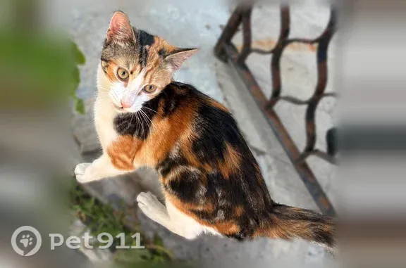 Lost cat, Kosciuszko Street, 638, Brooklyn - female, orange with black and white leg - photo