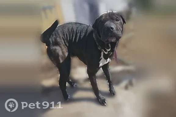 Lost dog, Maine 126, 945, Pittston - male Shar Pei + Pit mix - photo