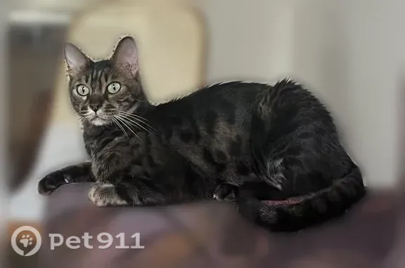 Lost cat, Villa Dorado Drive, Kansas City - male, dark spotted, skinny - photo