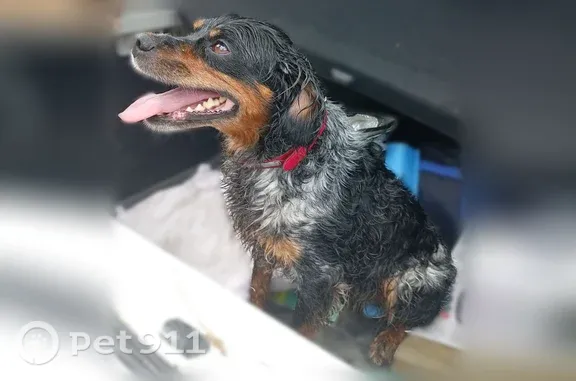 Petite chienne docile qui voulait monter dans ma voiture quand je me suis arrêtée au rond-point elle a un collier rouge mais je ne connais pas la race