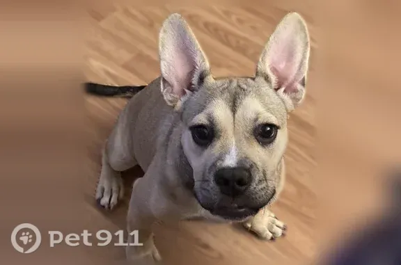 Lost dog, Old U.S. Highway 52, 8711, Lexington - female, upright ears - photo
