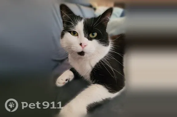 Chat perdu, Rue Jules Ferry, Varangéville, Metz - femelle, très peureuse - photo