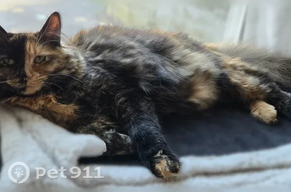 Lost cat, female, Elmcroft Road, 200, Stamford - tortie, long-haired - photo