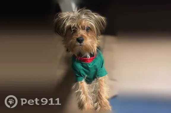Lost dog, East Cheyenne Avenue, 4255, Las Vegas - very shy and scared of strangers - photo