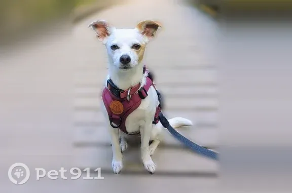 Missing dog Female, New Orleans (usl542835) - photo