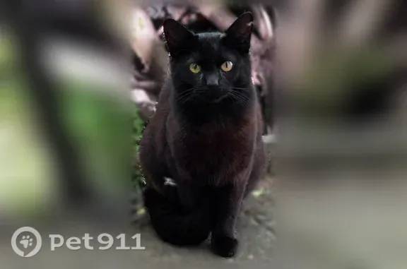 Lost cat, 25th Street Southeast, 400, Salem, Portland - male, skinny, hair loss, half-green half-brown left eye - photo