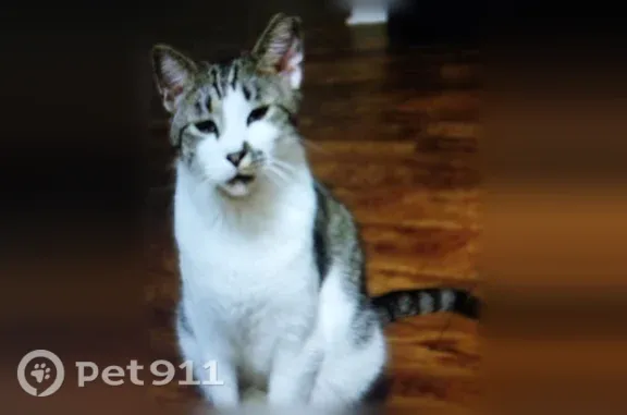 Missing cat Orlando, photo: Lost cat, Hancock Boulevard, 1400, Daytona Beach, Orlando — male, larger cat, birth mark on nose