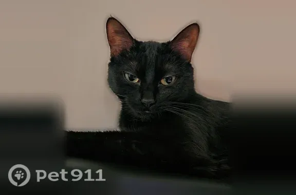 Chatte de 1 an toute noir avec deux trois poils blanc niveau du cou, très fine, très gentille mais très peureuse.